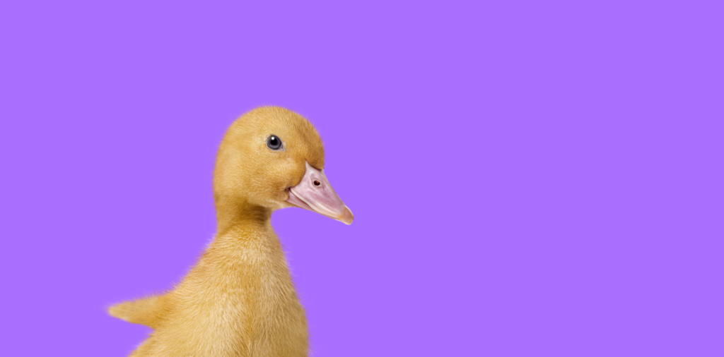 ducky